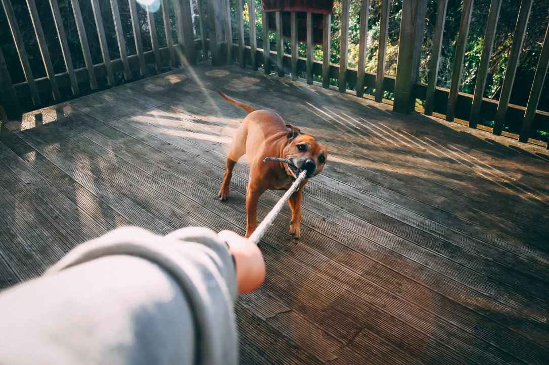 dog biting rope of person holding rope